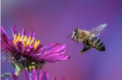 Buzzword: Beegan
