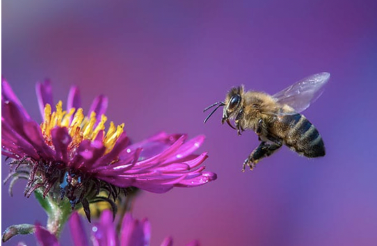 Buzzword: Beegan
