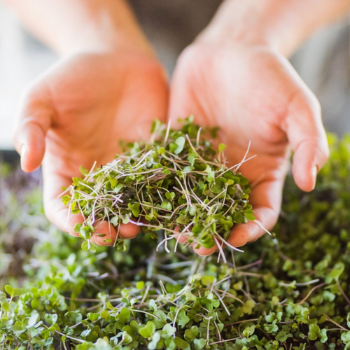 Mesa Microgreens