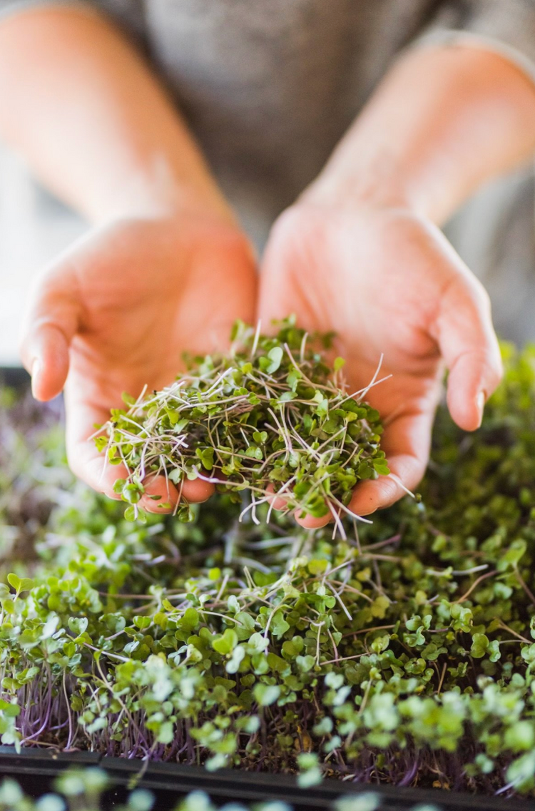 Mesa Microgreens