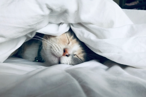 Tips For A Great Night's Sleep